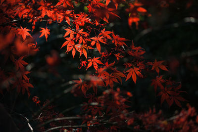 Close-up of maple tree during autumn at night