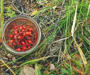 Directly above shot of strawberries in grass