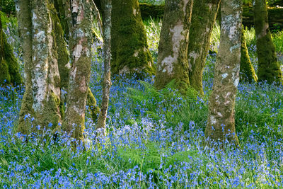 Plants and trees in forest