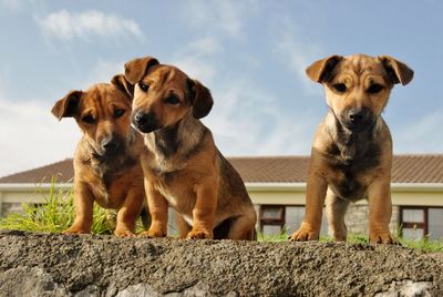 Portrait of 3 puppies