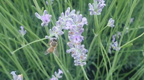 Close-up of bee pollinating on lavender