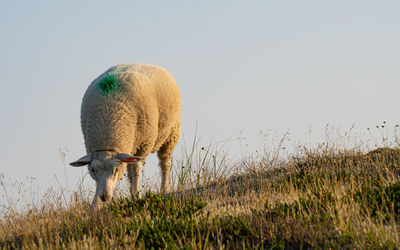 Sheep grazing in a field