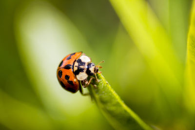 Close-up of ladybug on plant