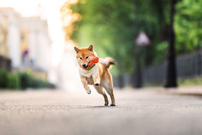 Dog running on road in city