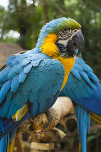 Close-up of blue macaw perching on wood