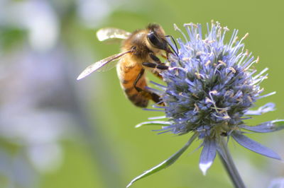 Close-up of bee on flower