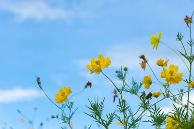 Low angle view of yellow flowering plants against sky