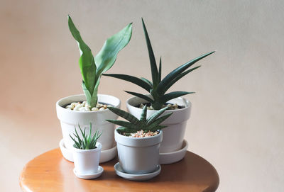 Close-up of potted plant on table