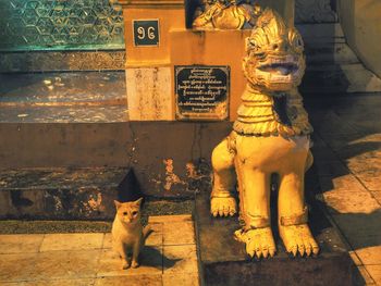 Dog standing on footpath