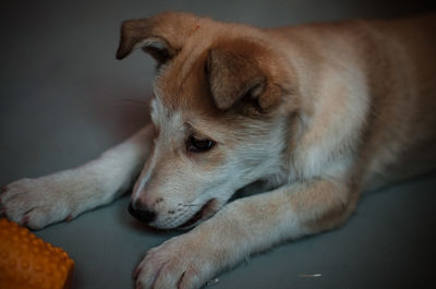 Close-up of dog resting