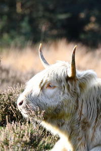 Close-up of a sheep