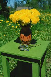 Close-up of yellow flowers on table