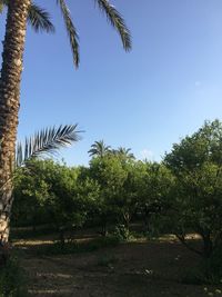 Low angle view of coconut palm trees against sky