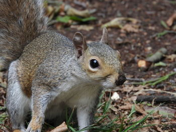 Close-up of squirrel on land