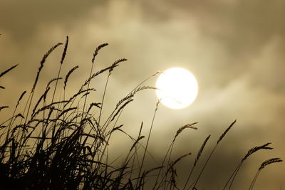 Low angle view of plants against sky during sunset