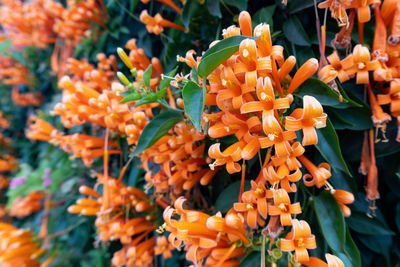 Close-up of orange flowering plants