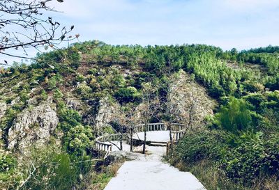 Footpath amidst plants and trees against sky