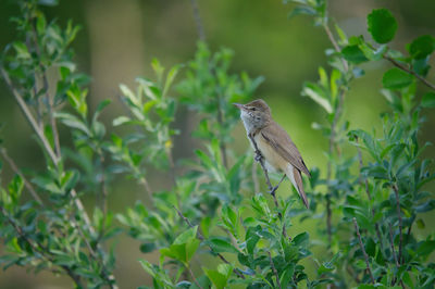 Close-up of bird perching on plant