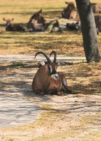 Deer relaxing on field