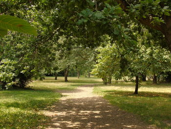 Trees on landscape