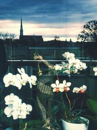 Close-up of white flowering plants against sky
