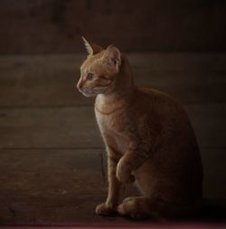 Side view of cat sitting on floor