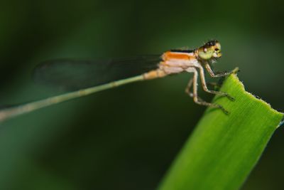 Close-up of insect on leaf