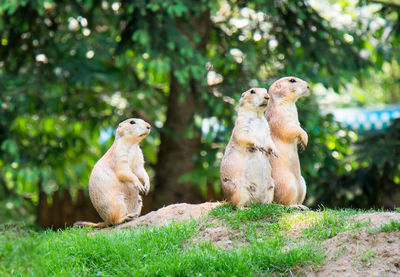 Marmots on grassy field