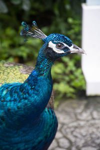 Close-up of a peacock