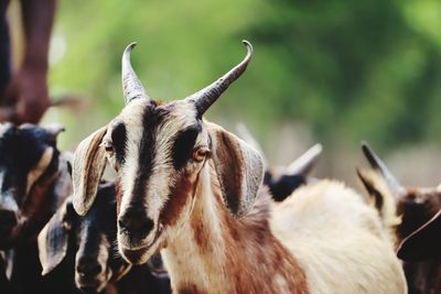 Close-up of a goat