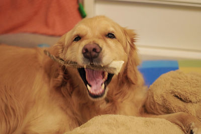 Close-up portrait of dog on bed at home