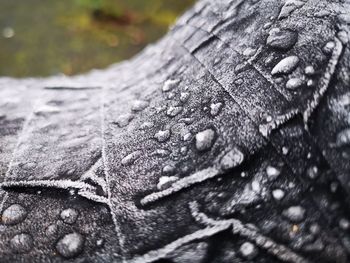 Close-up of wet tree trunk