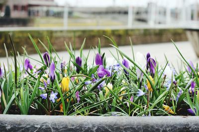 Close-up of purple crocus flowers