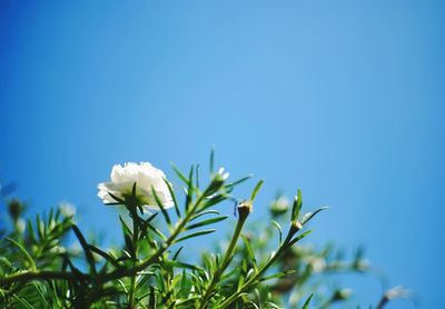 Close-up of plant against clear blue sky
