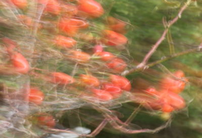 Close-up of plant against blurred background