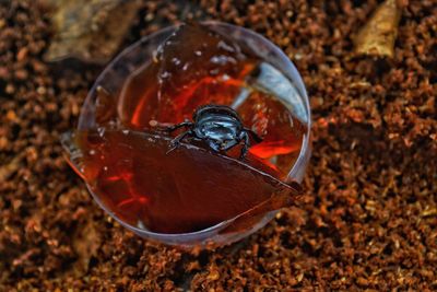 High angle view of a horse glass on field