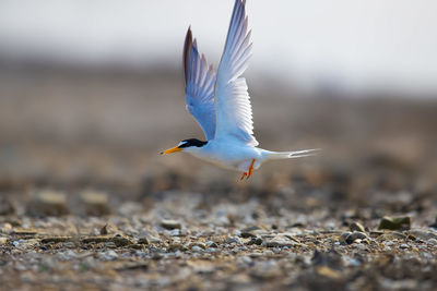 Close-up of bird flying over field