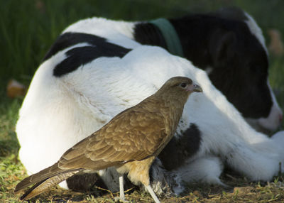 Close-up of bird perching outdoors