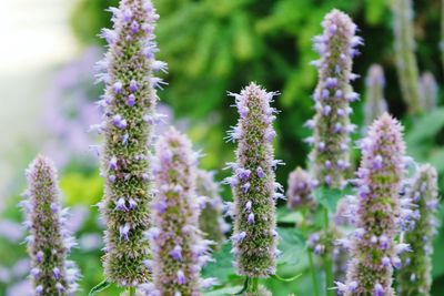 Close-up of purple flowers