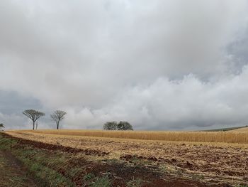 Scenic view of field against sky