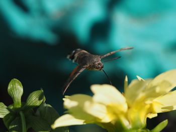 Close-up of insect on flower