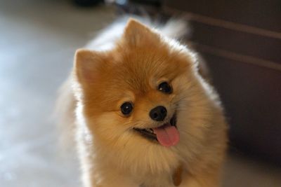 Close-up portrait of pomeranian at home