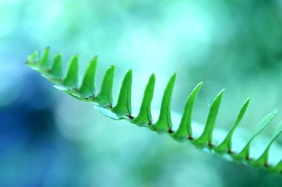 Close-up of fern leaf