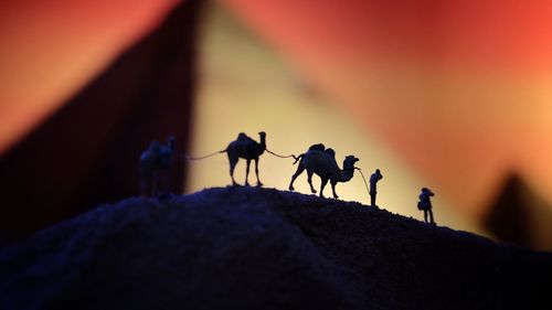 Close-up of ant on rock