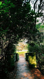 Footpath amidst trees in forest