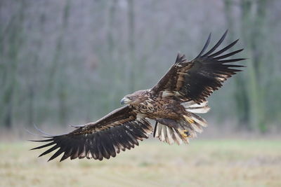 Low angle view of eagle flying