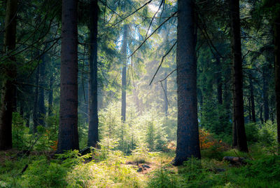 Pine trees in forest