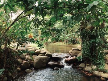 Stream flowing through rocks