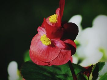 Close-up of red rose flower