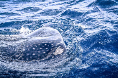 View of jellyfish swimming in sea